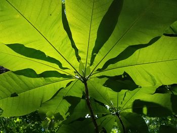 Close-up of fresh green leaf