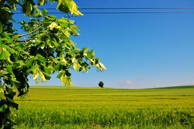 Scenic view of agricultural field against clear sky