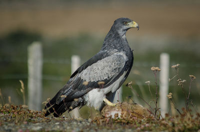 Close-up of bird perching on field