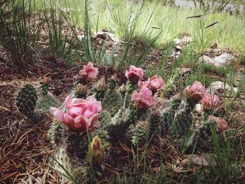 Close-up of pink flowers blooming in field