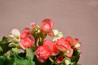 Close-up of pink begonia flowers against coral colored background