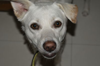 Close-up portrait of dog