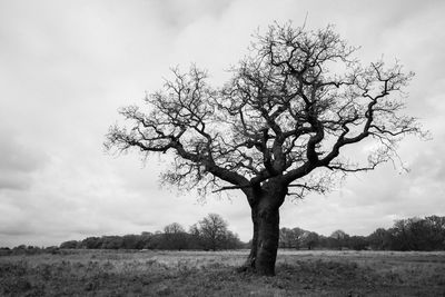 Tree on landscape against sky