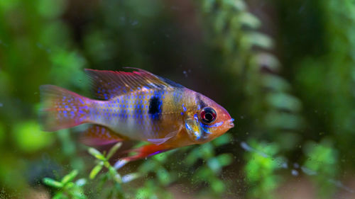 Close-up of fish swimming in planted aquarium