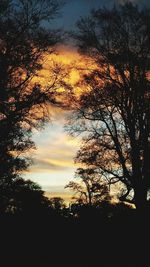 Silhouette of trees at sunset