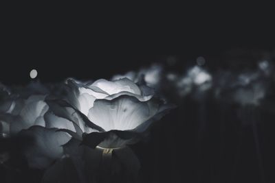 Close-up of flower against blurred background