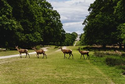 Horses in a field