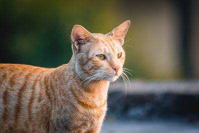 Close-up of ginger cat