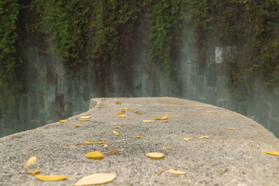 Close-up of leaves fallen on road by trees