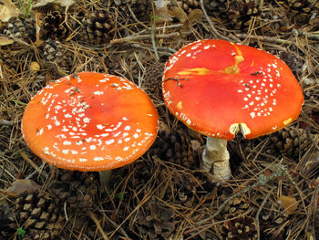 Close-up of fly agaric mushroom on field