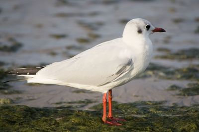 Close-up of seagull on beach