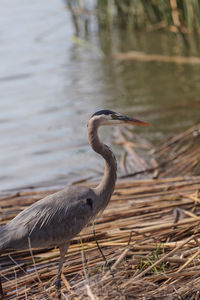 Close-up side view of a bird