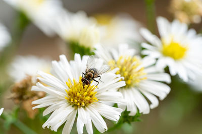 Close-up of bee pollinating on flower