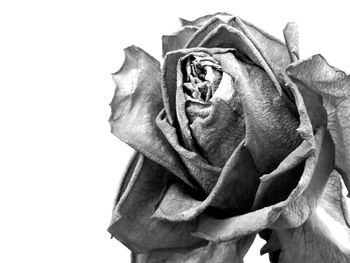 Close-up of rose over white background