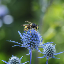 Close-up of honey bee pollinating on purple flower