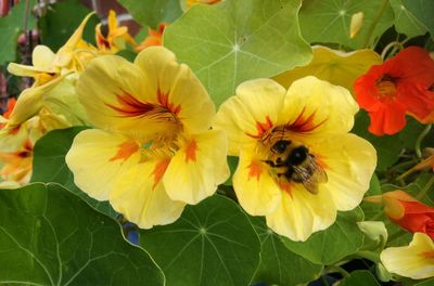Close-up of bee on yellow flowers