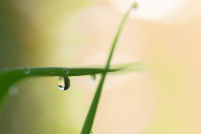 Close-up of water drops on blade of grass