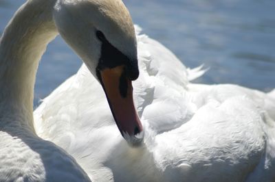 Close-up of white swan