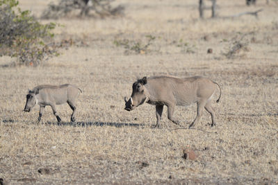 View of animals on land