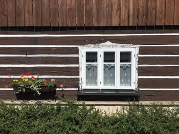 White flowering plants on window of building