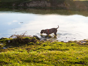 View of a dog in the water
