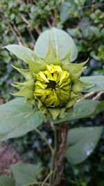 Close-up of yellow flowering plant