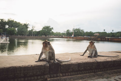 Two monkeys sitting on the lake