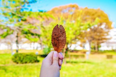 Close-up of hand holding leaf on field