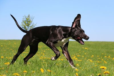 Black dog running on field