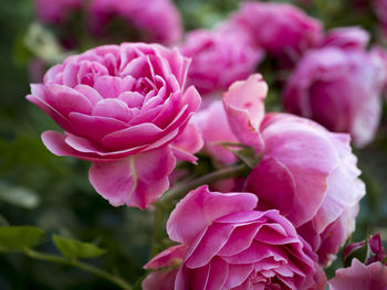 Close-up of pink roses