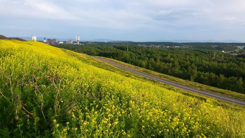 Scenic view of agricultural field against sky