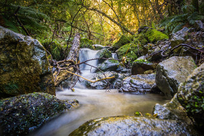 Stream flowing through rocks in forest