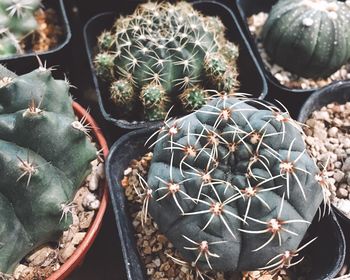 High angle view of succulent plants