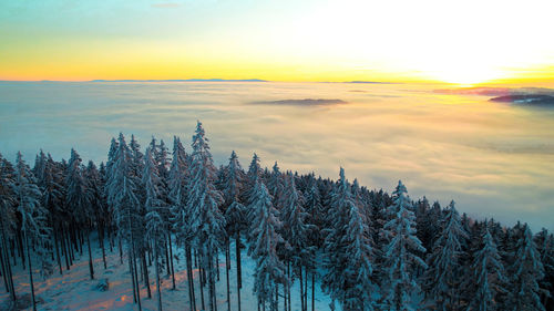 Panoramic view of trees against sky during sunset,snow