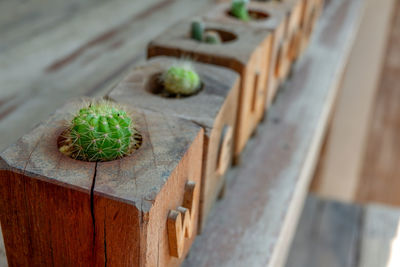 High angle view of succulent plant on table