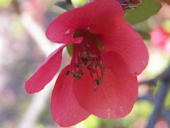 Close-up of red flowers