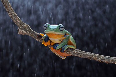 Close-up of frog on branch