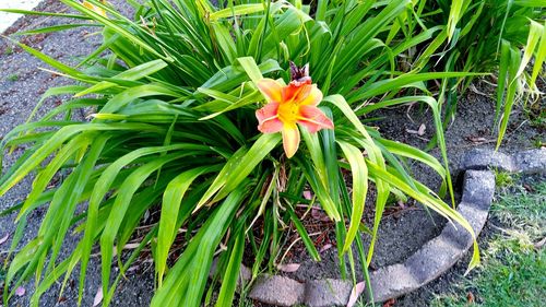 Close-up of flower blooming in garden