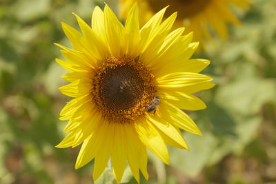 Close-up of insect on sunflower