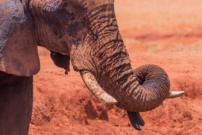 Close-up of elephant