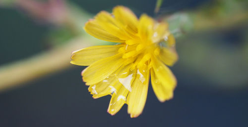 Close-up of yellow flower