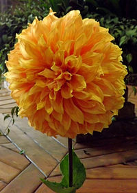 Close-up of orange flowers