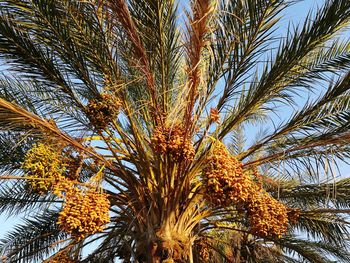 Low angle view of palm tree against sky