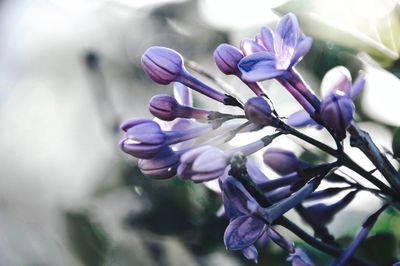 Close-up of purple flowers