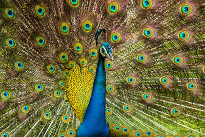 Close-up of peacock