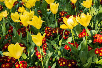 Close-up of yellow flowers blooming on field