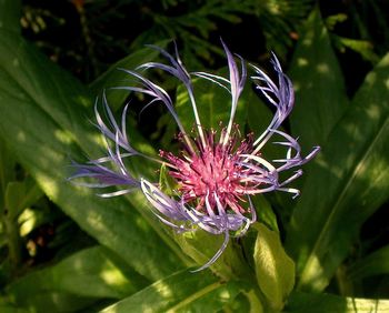 Close-up of purple flowers blooming outdoors