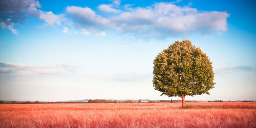 Tree on field against sky