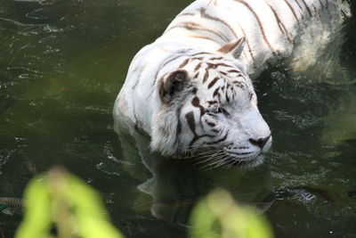 View of tiger drinking water