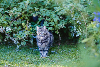 View of a cat on land